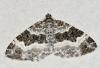 Epirrhoe sp.